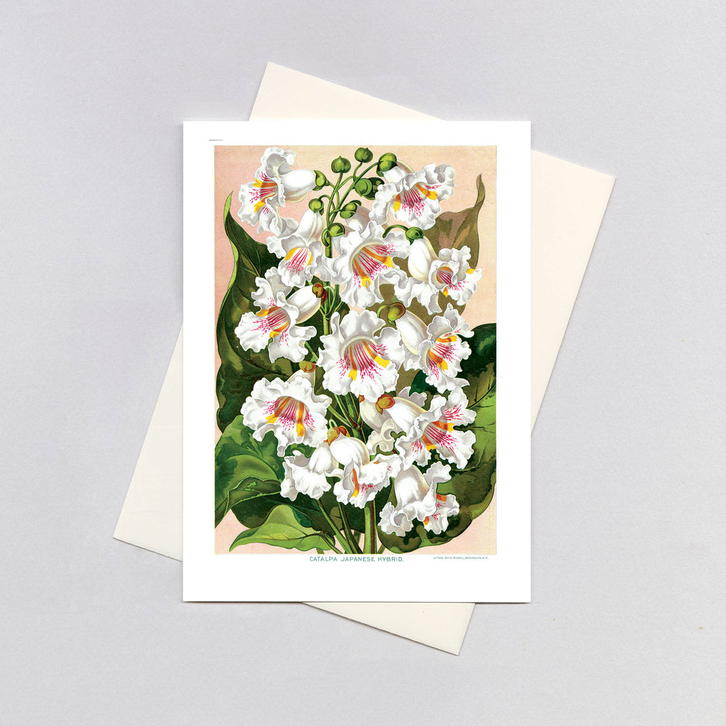 Catalpas - Flowers Greeting Card