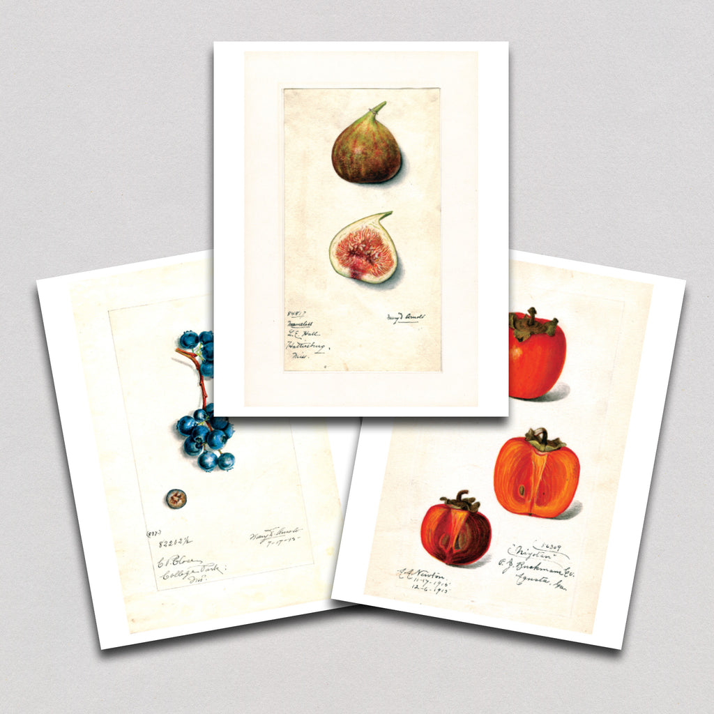 Fabulous Fruits Prints: Set Three - Art Print Sets