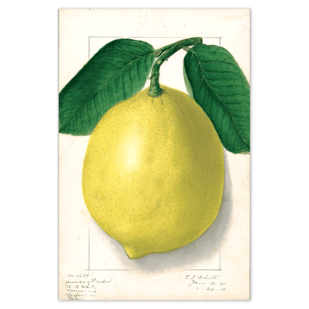 Fabulous Fruits Postcard Box - 36 Vintage Botanical Postcards