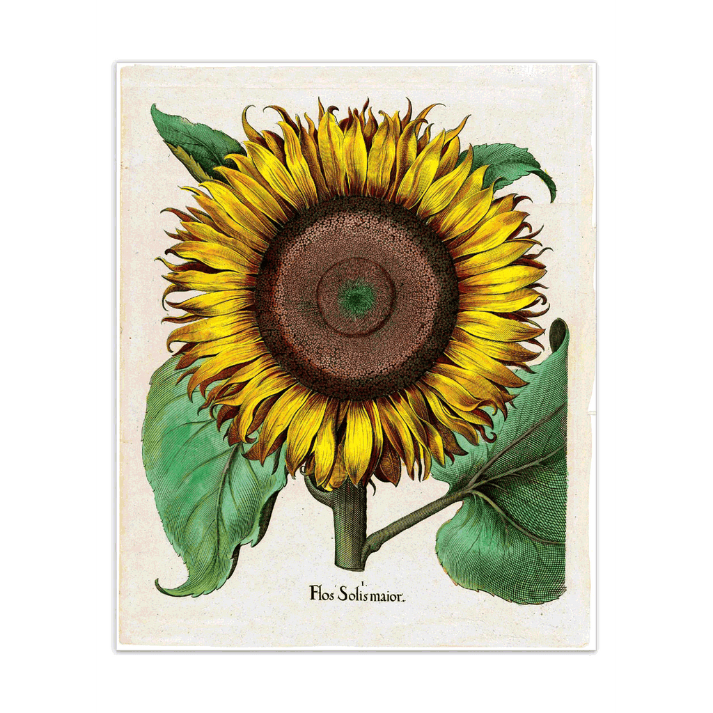 Sunflowers Postcard Box - 36 Unique Sunflower Postcards