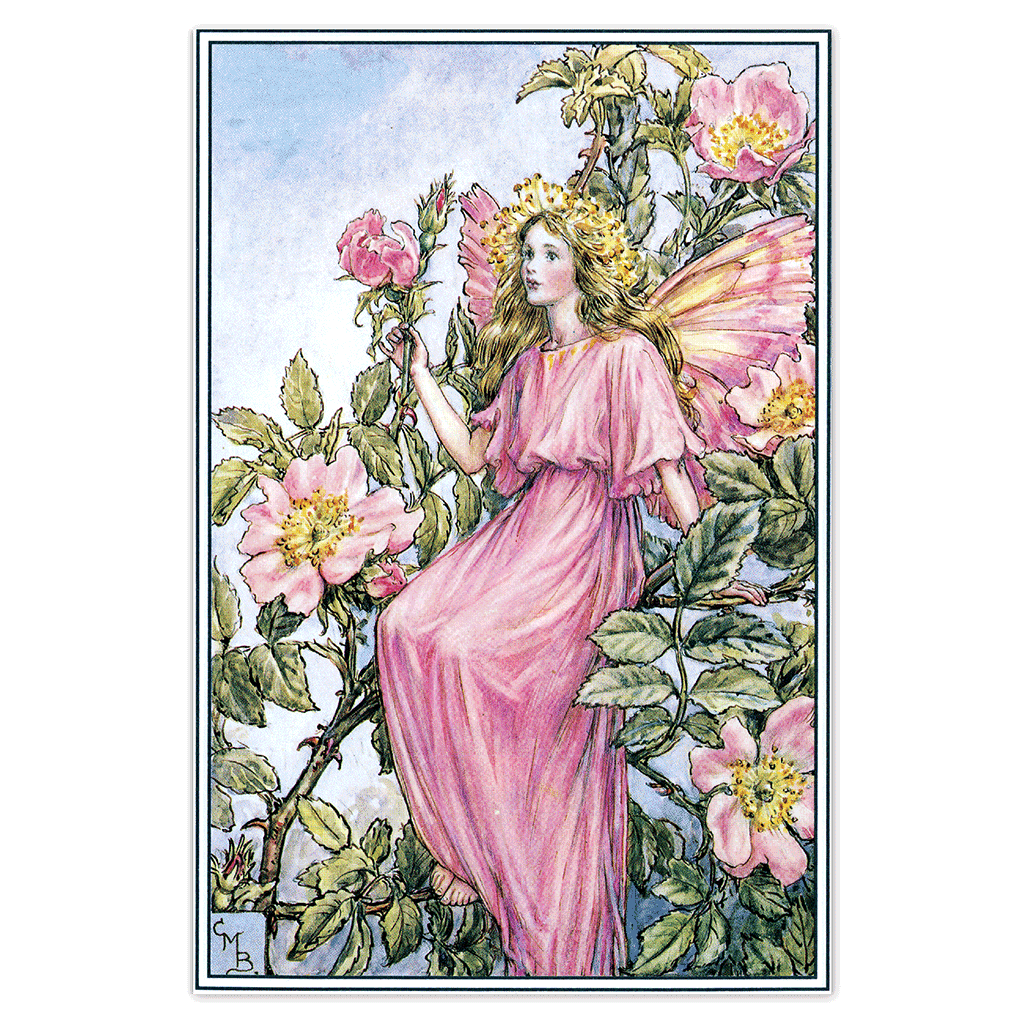 Flower Fairies - Everyday Boxed Postcards – Laughing Elephant