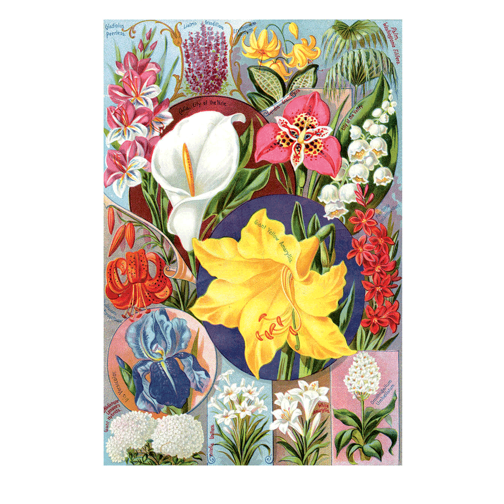 Spring Flowers - Flowers Greeting Card