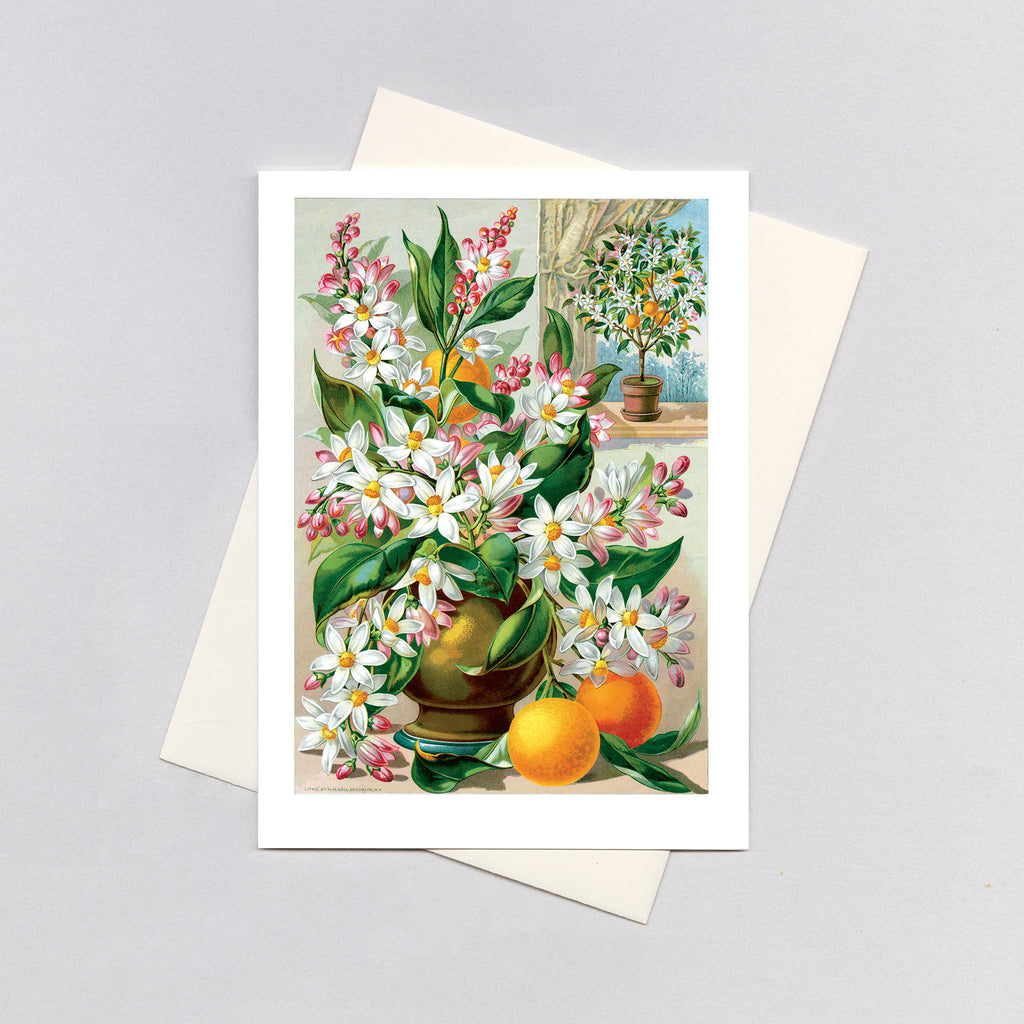 Orange Blossoms - Flowers Greeting Card
