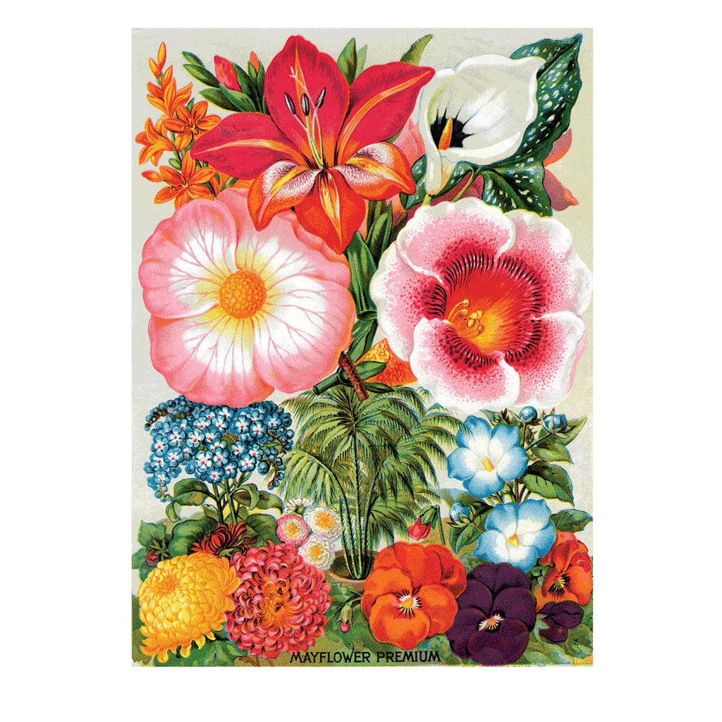 Summer Flowers - Flowers Greeting Card