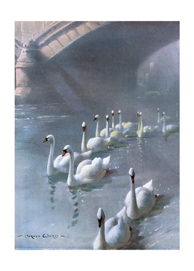 Swans Swimming Under a Bridge - Sympathy Greeting Card