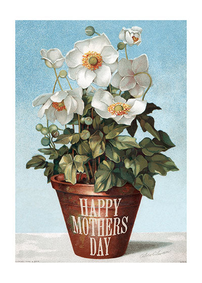 mothers day potted plants Potted Flowers