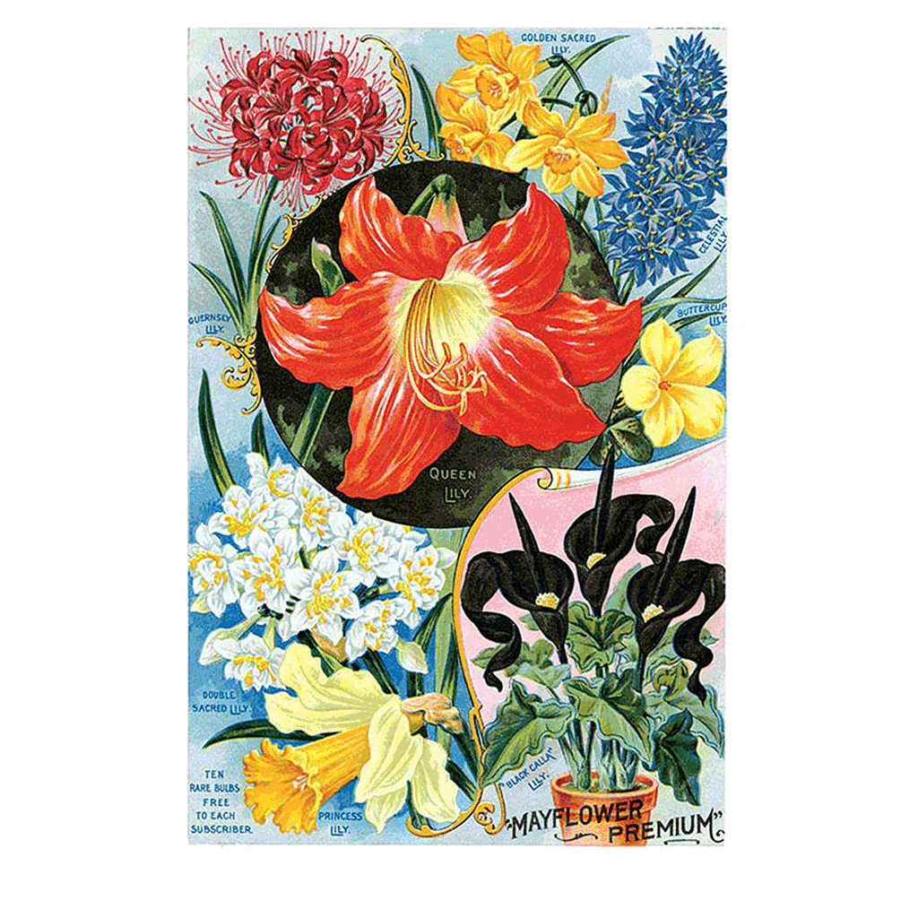 Vintage Flowers Prints: Set Two - Art Print Set