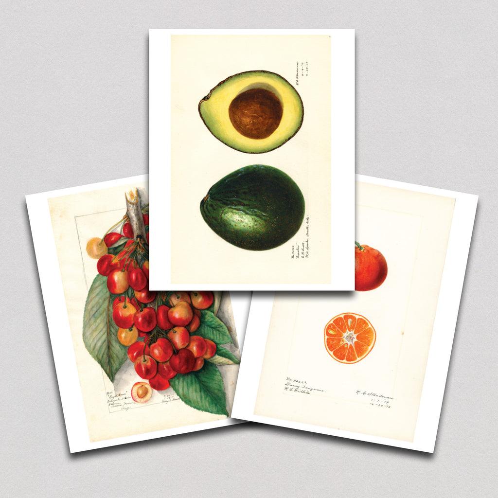 Fabulous Fruits Prints: Set One - Art Print Sets