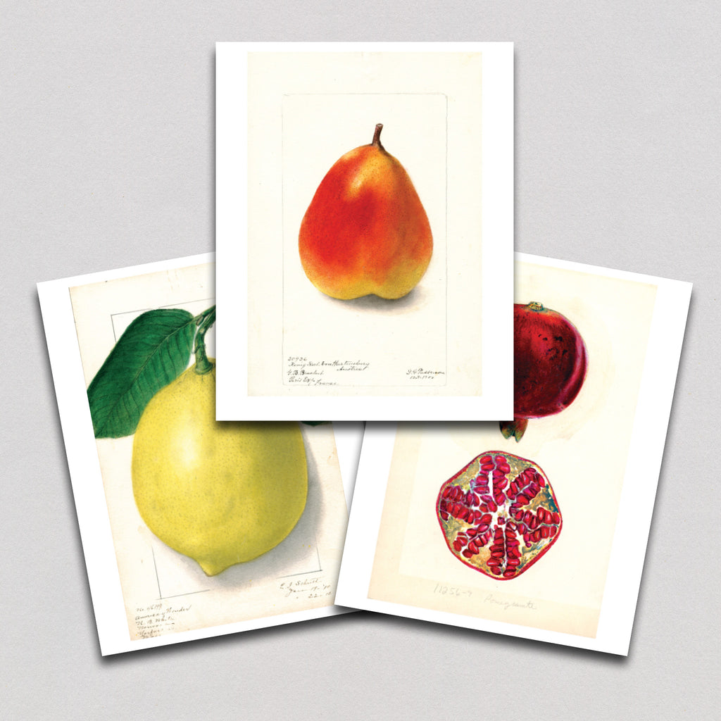 Fabulous Fruits Prints: Set Two - Print Sets Art Print
