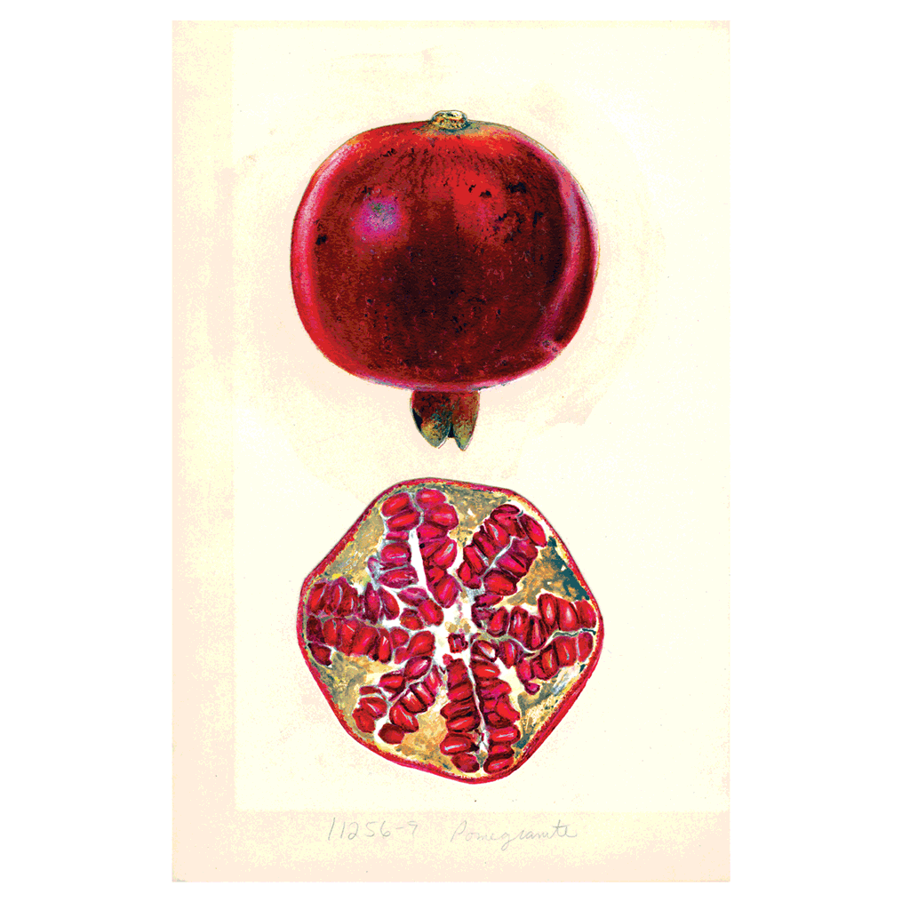 Fabulous Fruits Prints: Set Two - Print Sets Art Print