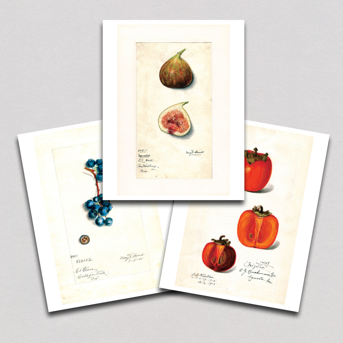 Fabulous Fruits Prints: Set Three - Art Print Set – Laughing Elephant