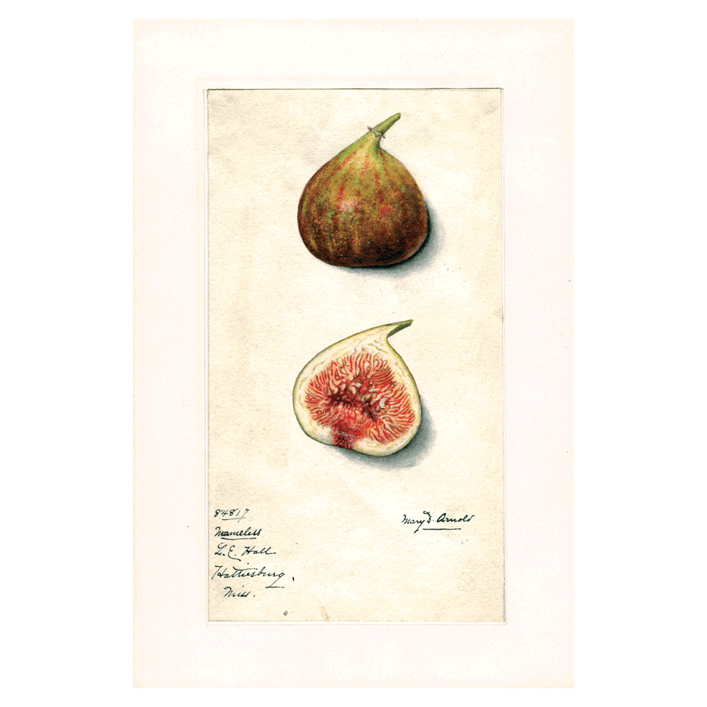 Fabulous Fruits Prints: Set Three - Art Print Sets