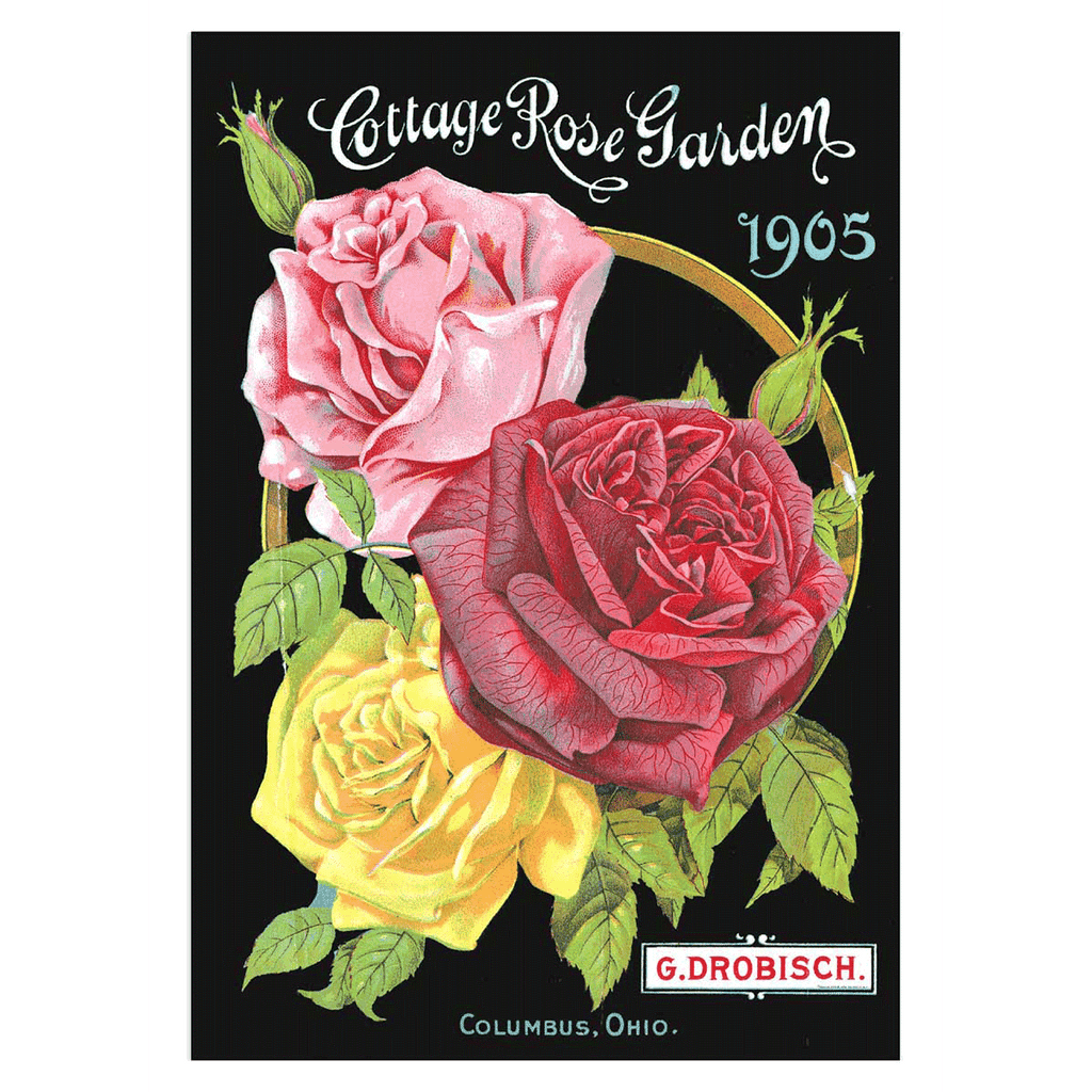 Antique Roses Postcard Box - 36 Vintage Postcards