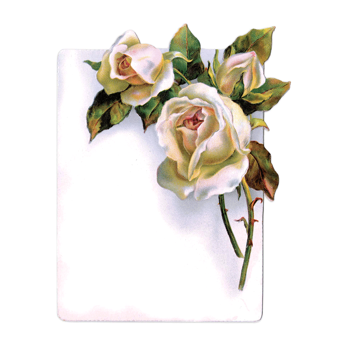 Antique Roses Postcard Box - Everyday Boxed Postcards – Laughing Elephant