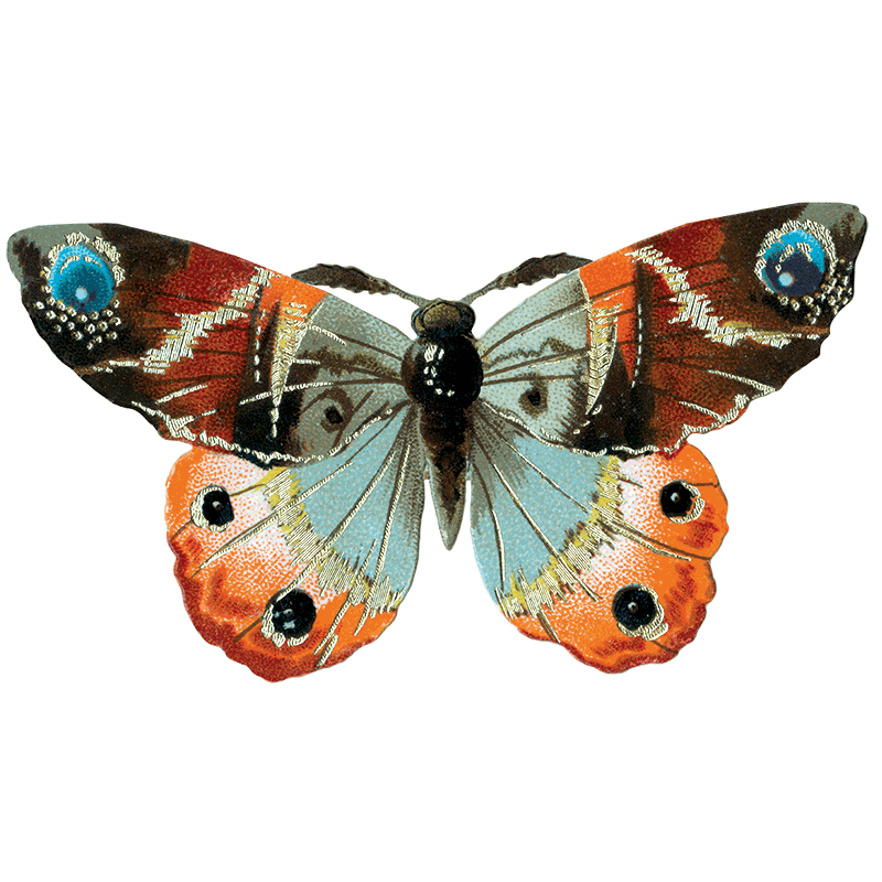 Butterfly Box  - Everyday Sticker Box