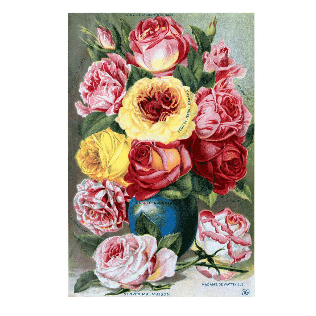 Antique Roses - Everyday Boxed Greeting Cards