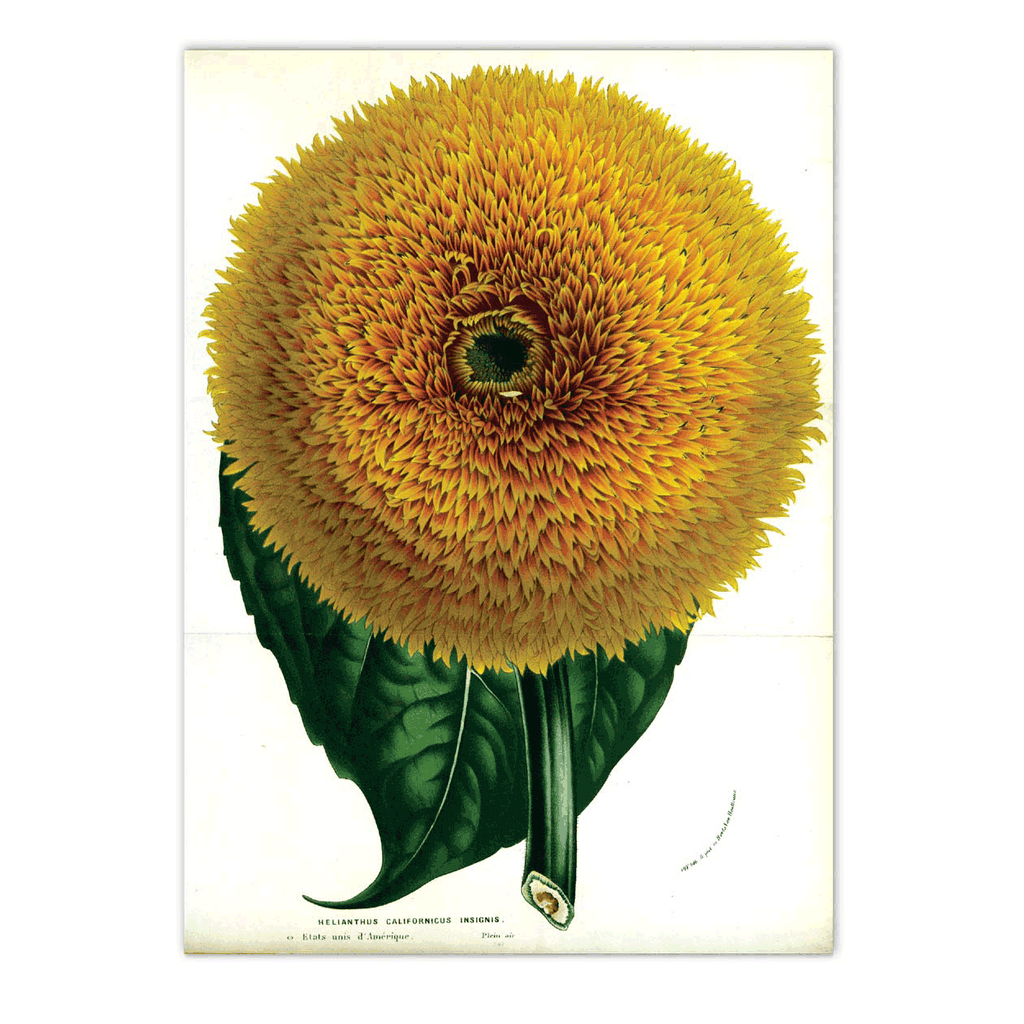 Sunflowers - Everyday Boxed Greeting Cards