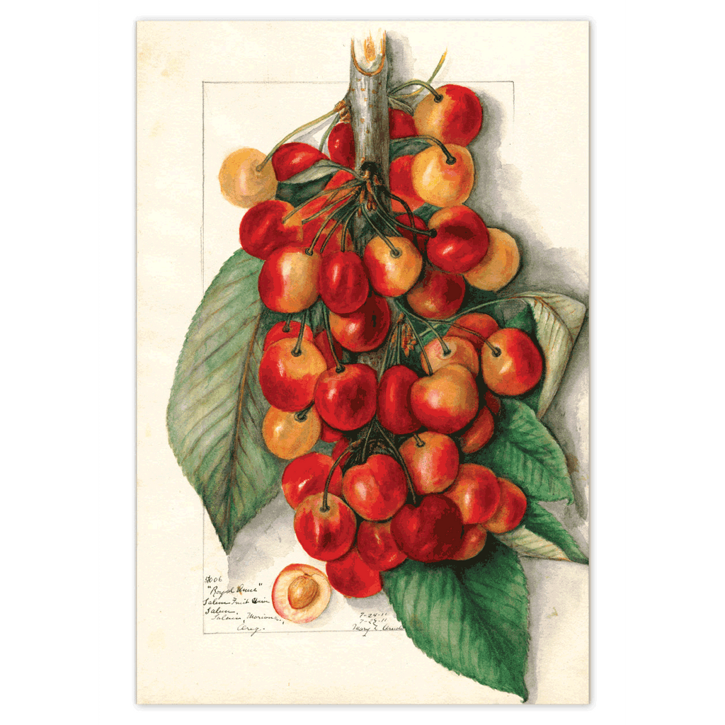 Fabulous Fruits Postcard Box - 36 Vintage Botanical Postcards